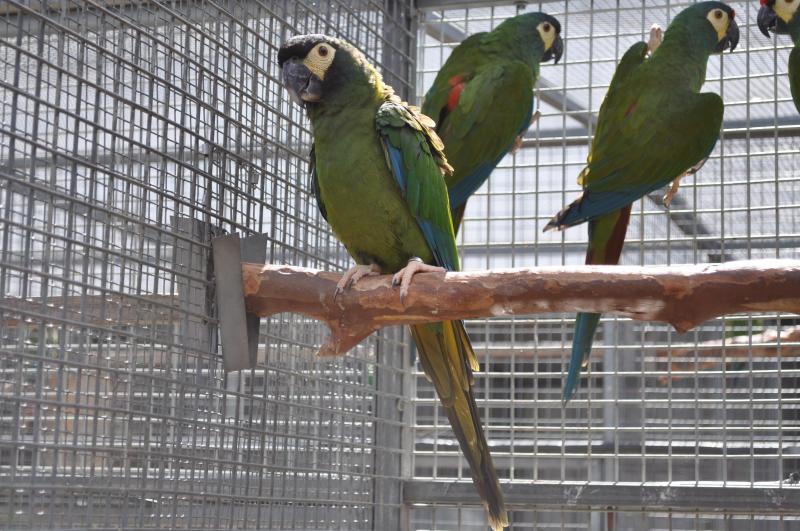 ILLIGER MACAWS