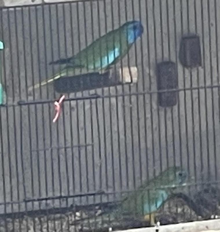 FS: BREEDING PAIR-SCARLET CHESTED PARROTS-