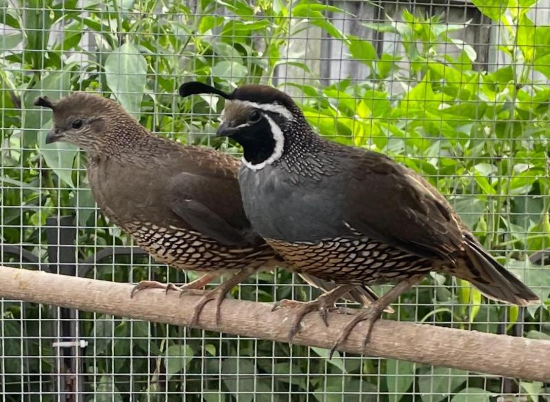 FS: BREEDING PAIR -CALIFORNIAN QUAILS-