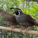 FS: BREEDING PAIR -CALIFORNIAN QUAILS-