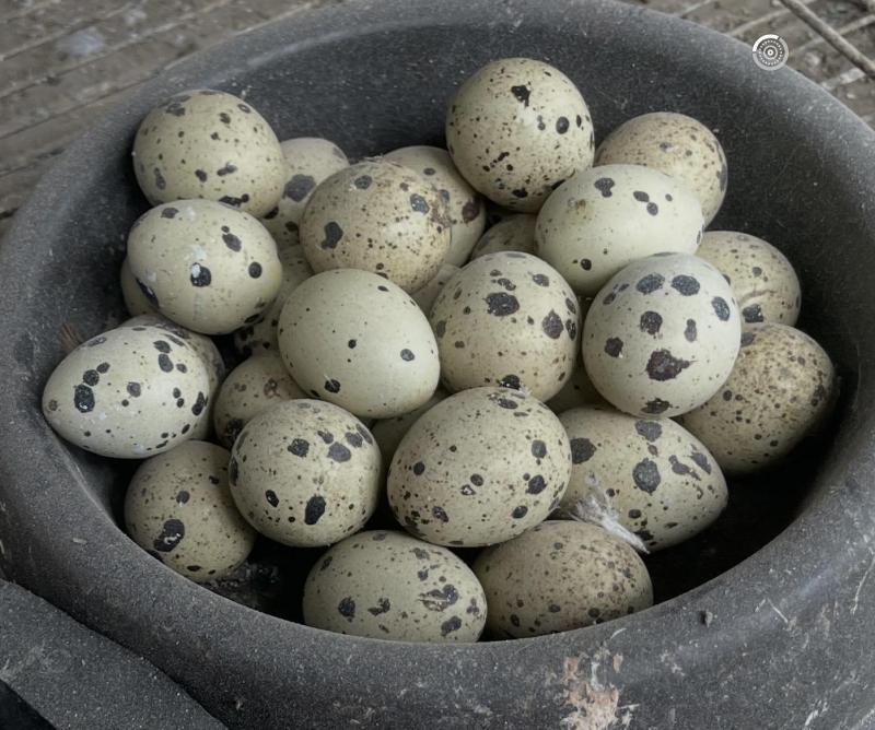 FS: JAPANESE QUAIL FERTILE EGGS