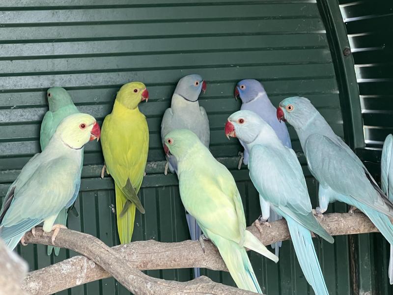 Indian Ringneck mutations