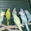 Indian Ringneck mutations