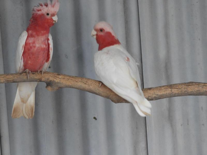 Lutino Galahs, Orange Bird Sale