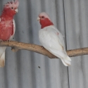 Lutino Galahs, Orange Bird Sale