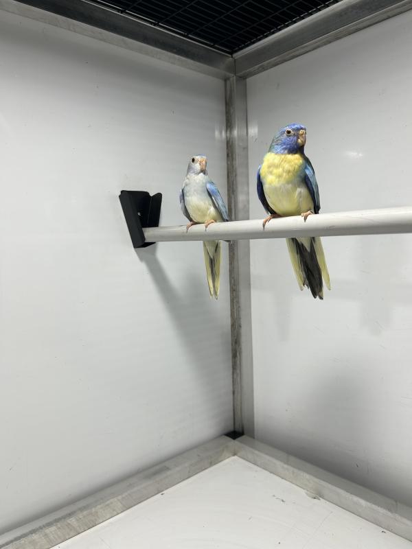 Scarlet chested parrot mutations