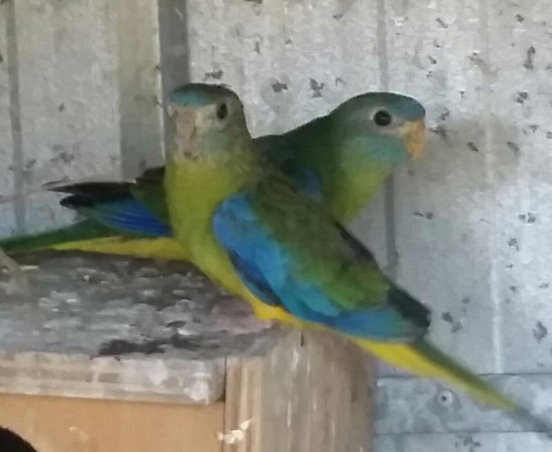 Pure Normal Hen Turquoisine Parrots