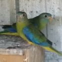 Pure Normal Hen Turquoisine Parrots