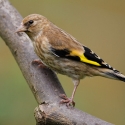 goldfinchs finch bird