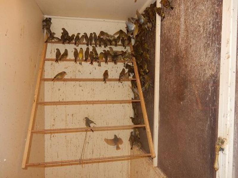 greenfinchs finch bird