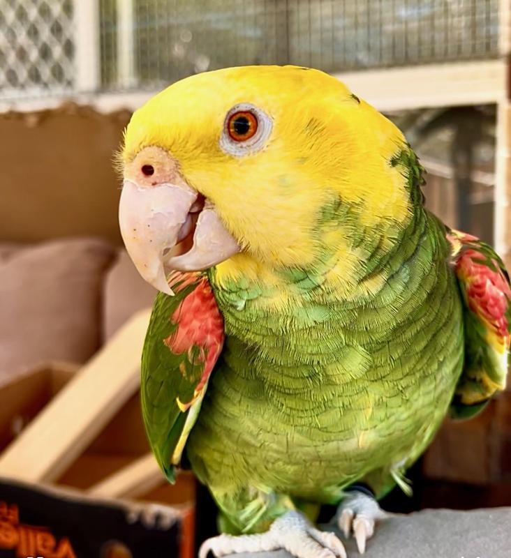 Magna double yellow headed amazonbonded pair