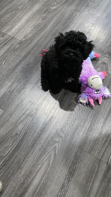 Bichoodle X Toy poodle puppies. Now reduced