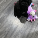 Bichoodle X Toy poodle puppies. Now reduced