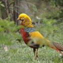Golden Pheasants