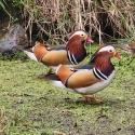 Mandarin Ducks