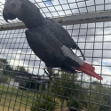 1yr old handraised african grey cock bird