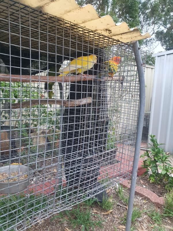 Sun conure  female  and Quaker lutino  male