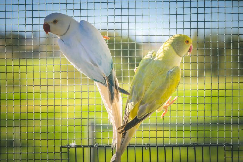 Indian Ringneck Pairs