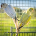 Indian Ringneck Pairs