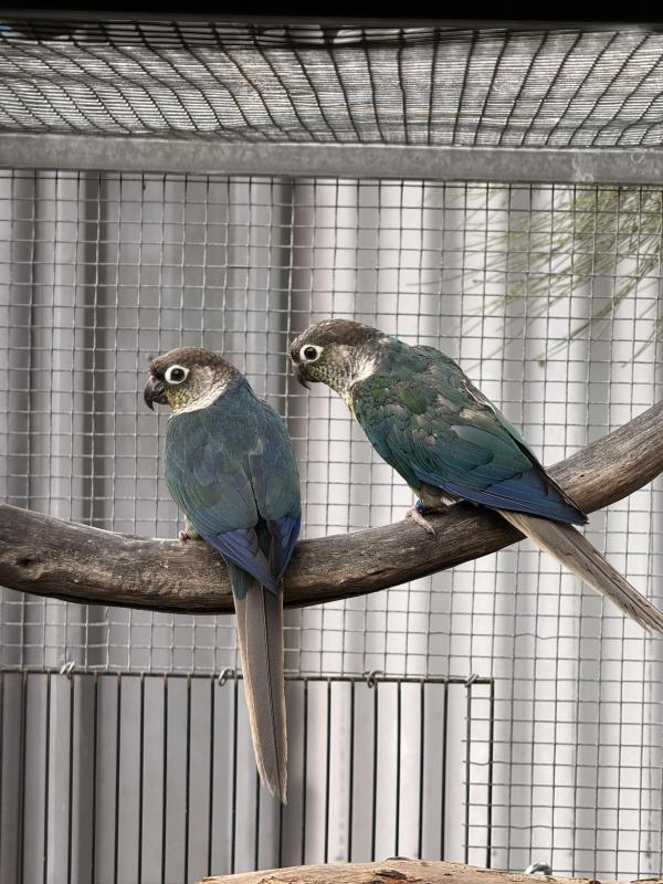 Violet Conure Pairs and singles