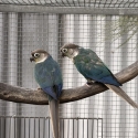 Violet Conure Pairs and singles