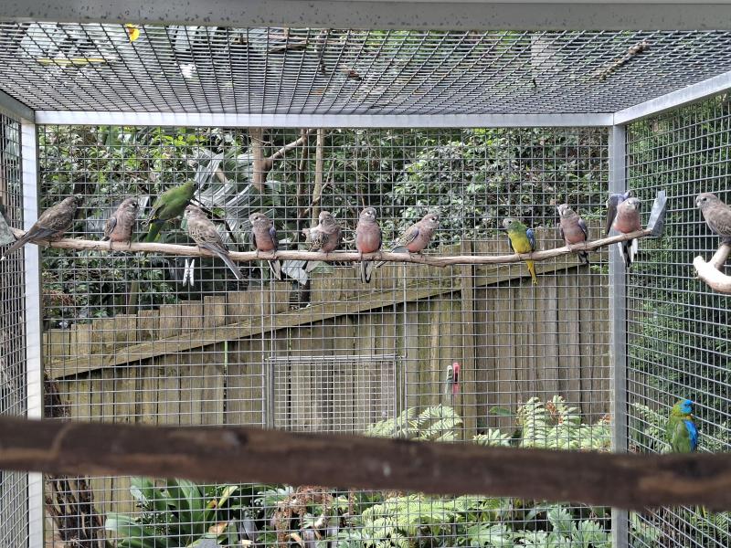 Pure Bourke Parrots