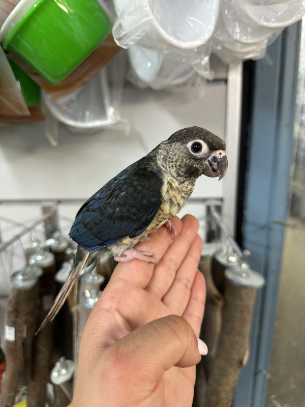 Handraised double factor violet conures