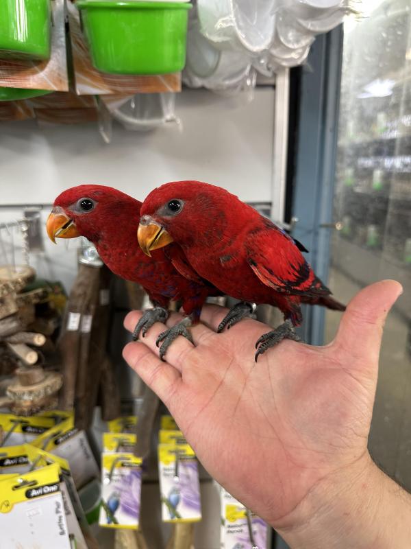 Handraised red loris