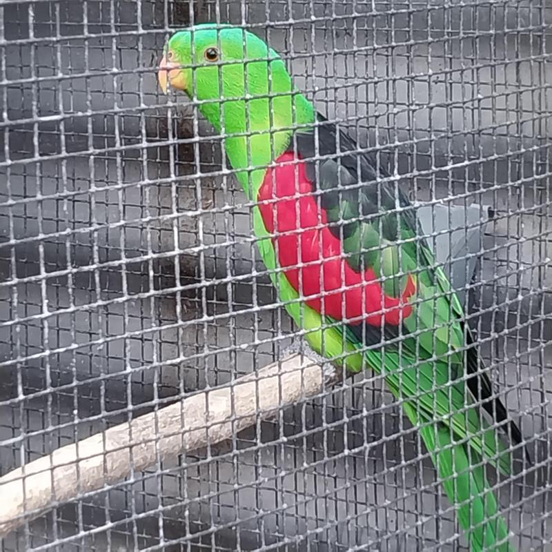 3 year old bonded pair of crimson wing parrots