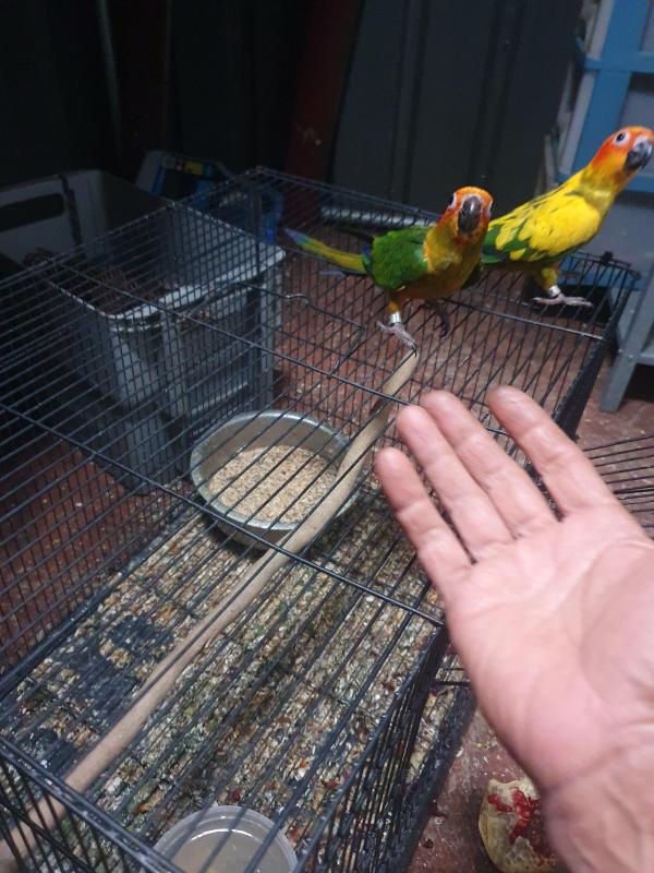 Handrasied babies sun conure