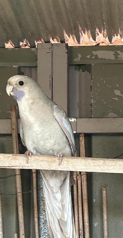 Crimson Rosella Mutations
