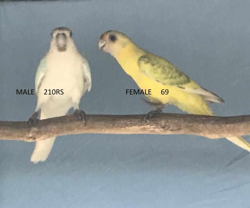 TWENTY EIGHT PARROT MUTATIONS