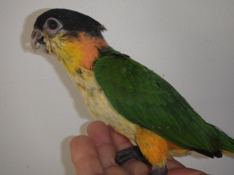 Hand Raised Caiques and Peach Face