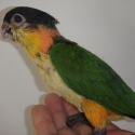 Hand Raised Caiques and Peach Face