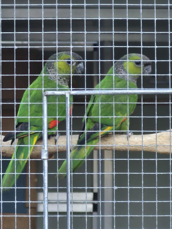 Black capped conures