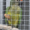 Peach front conures