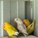 Fischer lovebirds