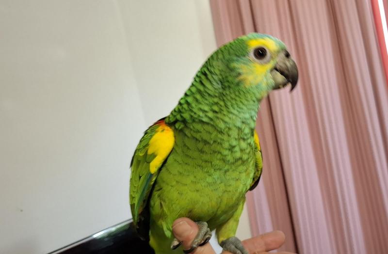 Blue fronted Amazon's hand raised