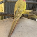-  GOLDEN CINNAMON  PRINCESS PARROTS  -