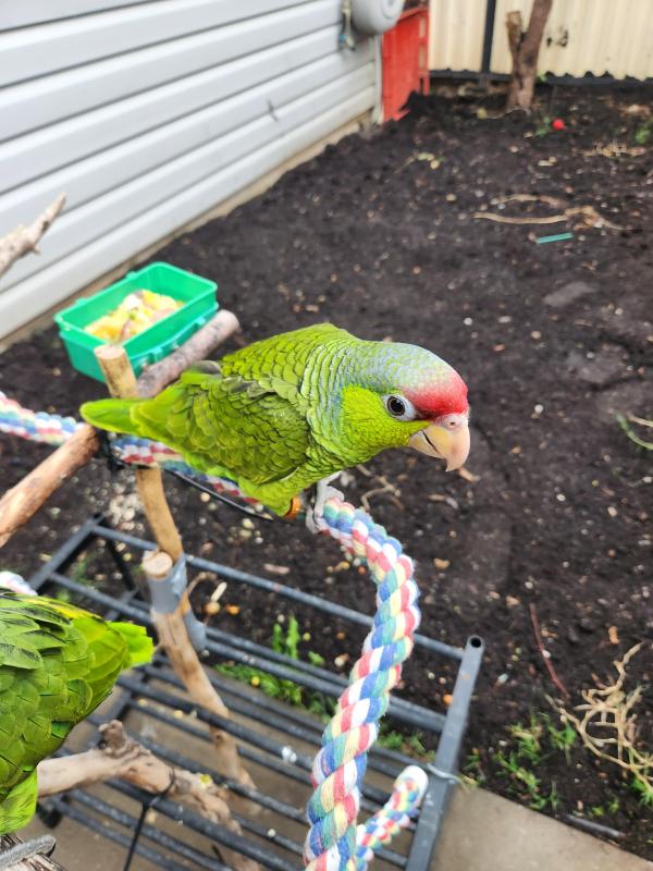 Lilac crowned amazon