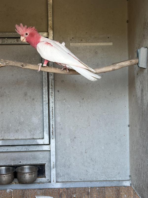 Lutino Galah hen & Mallee Ringneck cocks