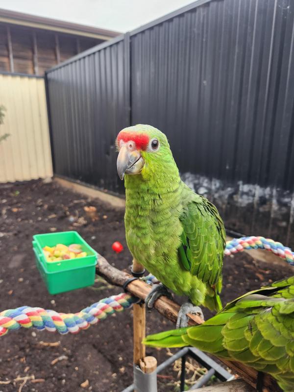 Red lored amazon