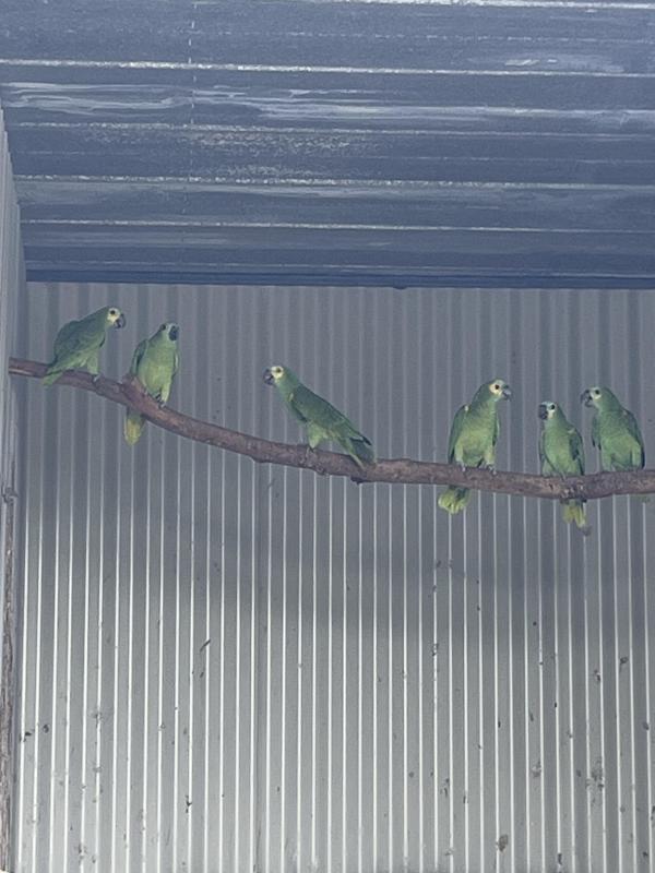 Blue Fronted Amazons