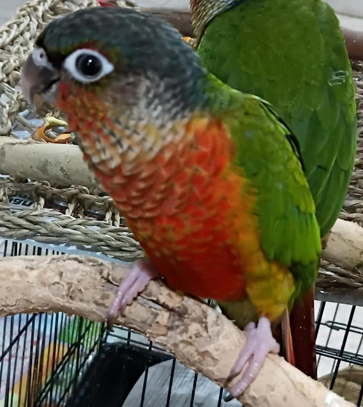 Yellow sided conure handraised female