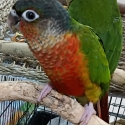 Yellow sided conure handraised female