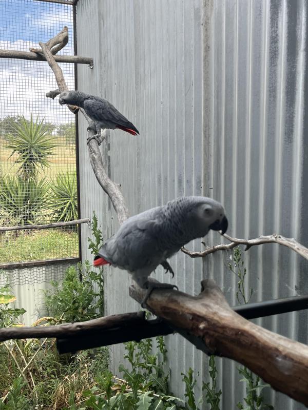 African Grey mature pair