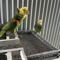 Double Yellow Headed Amazons