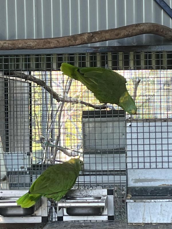 Yellow Naped Amazons