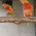 Lutino lorkeet  breeding pair