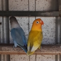 Breeding pair of Fischer love birds.